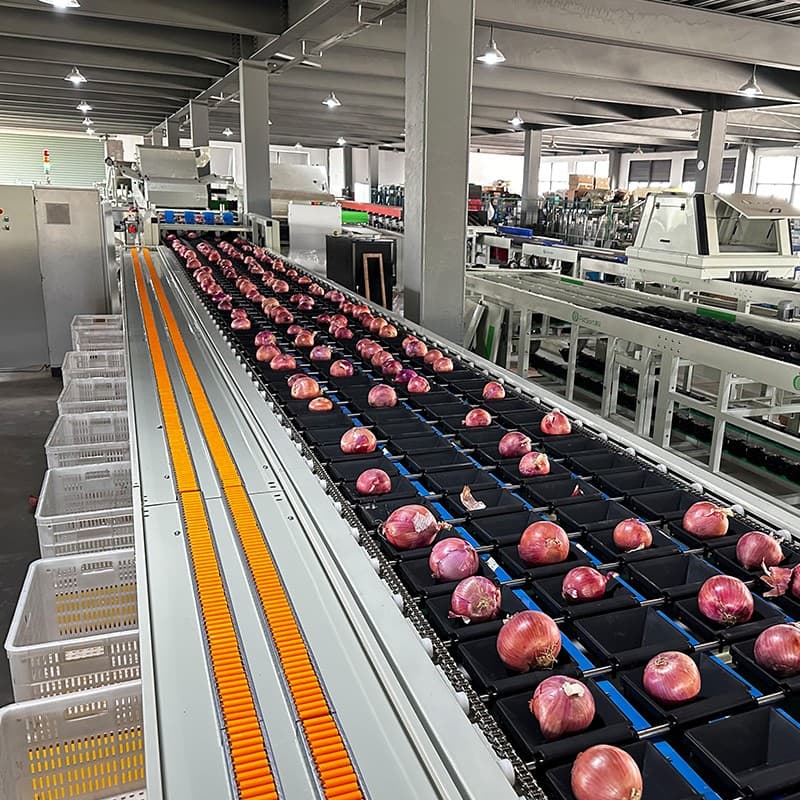 images/1697787772349onion sorting grading line.jpg